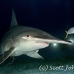 shark_hammerhead_great_bim_h_0185_bim0227.jpg